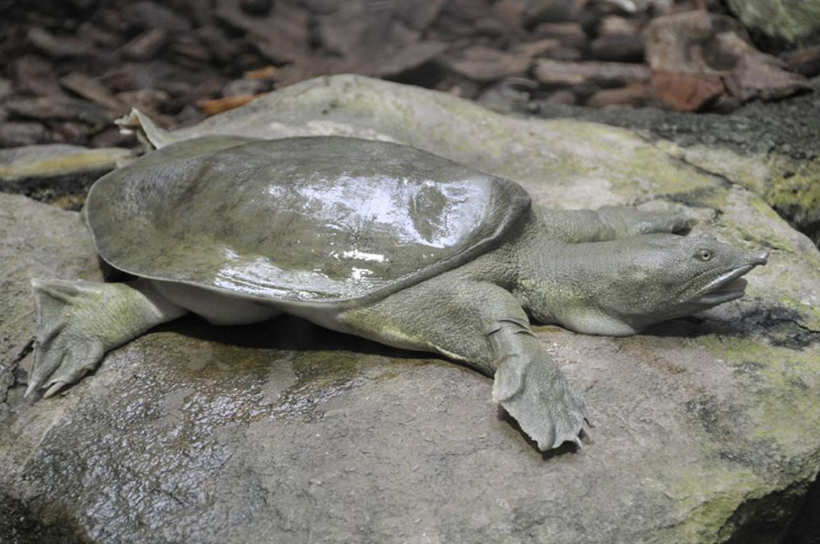 Hayvanlar aleminde 2012'nin en tuhaf keşifleri - Resim: 1