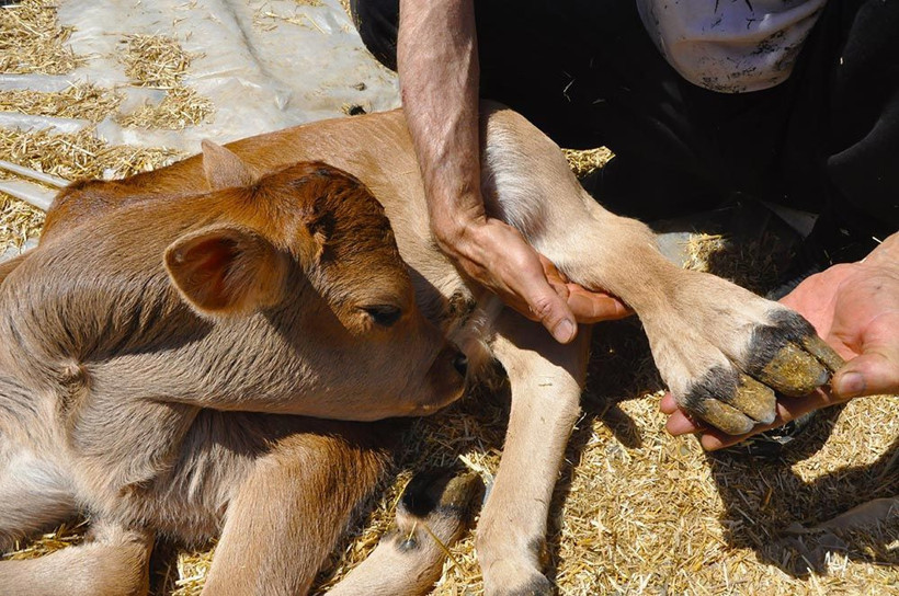 5 bacaklı buzağı görenleri hayrete düşürdü - Resim: 3