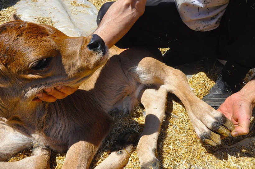 5 bacaklı buzağı görenleri hayrete düşürdü - Resim: 4