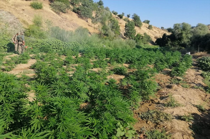 Diyarbakır'da 723 bin 860 kök Hint keneviri ele geçirildi - Resim: 2