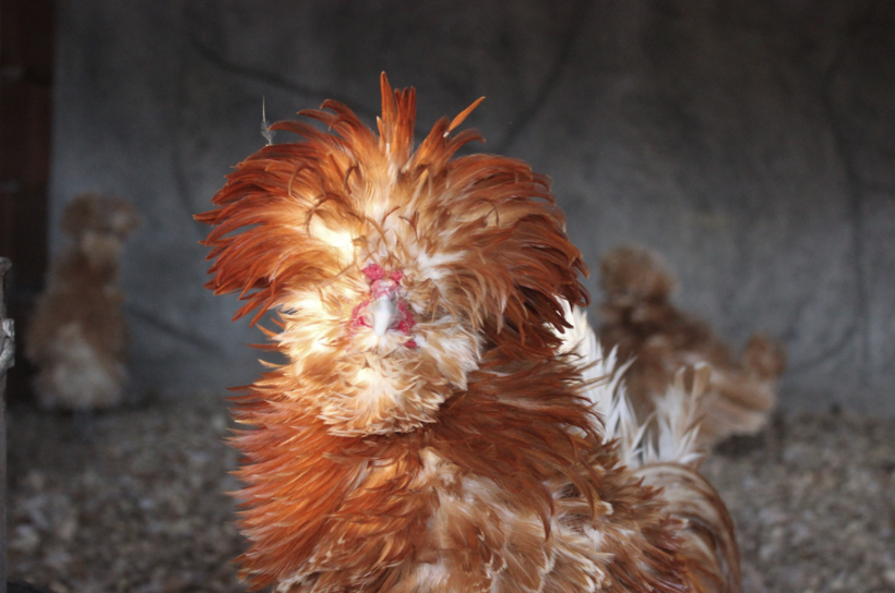 Dünyanın dört bir yanından nadir bulunan tavukları topladı yurt dışına satıyor - Resim: 3
