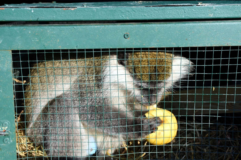 Maymun Aksaray'daki evinden kaçtı bakın nerede nasıl yakalandı - Resim: 1