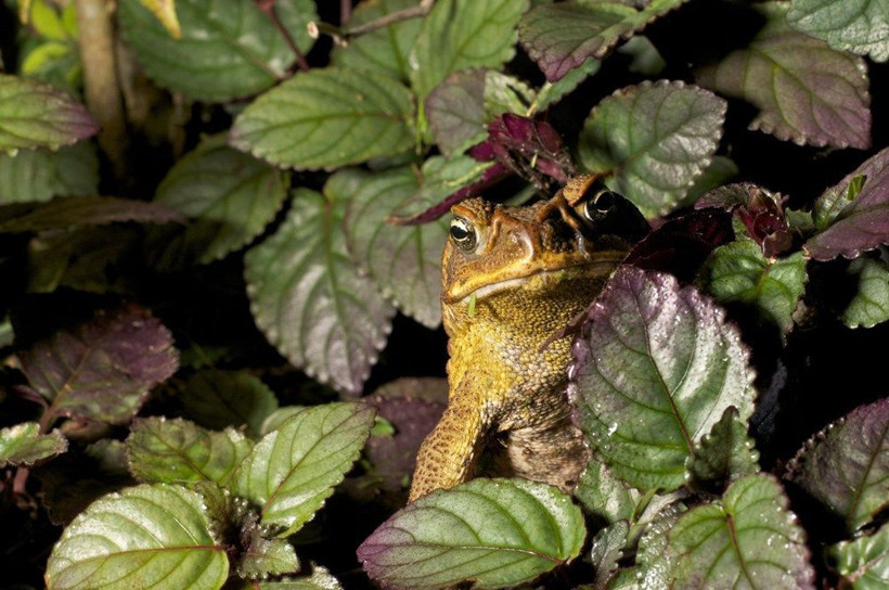 ABD’de koronavirüs ve katil eşek arılarının ardından zehirli kurbağa endişesi - Resim: 1
