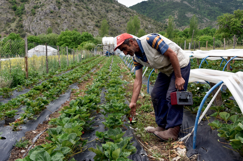 Gümüşhane'de bir çiftçi türküyle yetişen çileklerle para kırıyor - Resim: 2