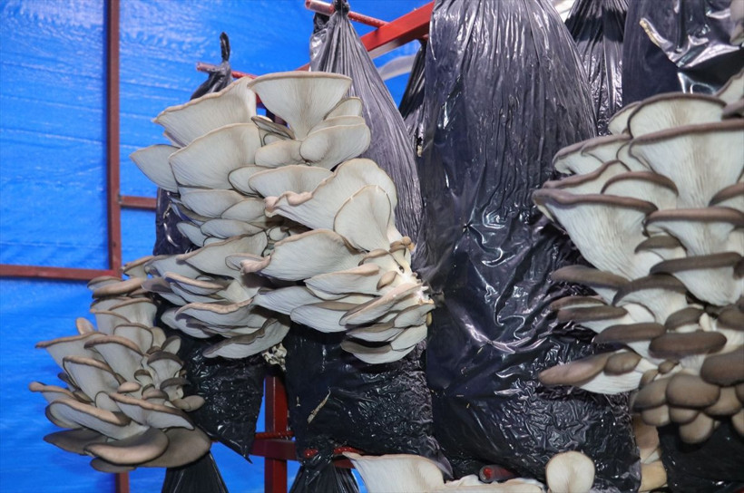 2,5 ay eğitim alıp Yozgat'ta bu işe başladılar! Ayda 6 bin lira kazanıyorlar - Resim: 2