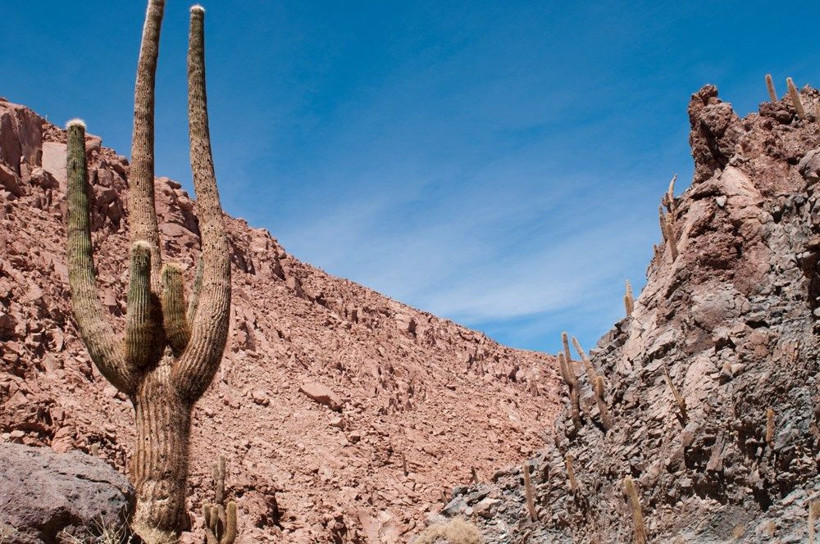 Kaktüs kaçakçıları çöllerde ağaç bırakmıyor - Resim: 3