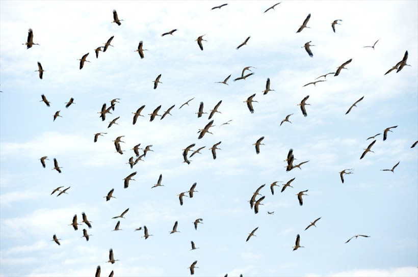 Leylekler 10 gün erken göç etti! Uzmanlar uyardı 'Kış çok sert geçecek, üşümeye hazır olun' - Resim: 4