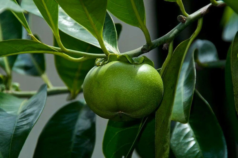 Dünyanın en ölümcül ağacı! Dallarının altında durmak bile ölüm riski taşıyor - Resim: 2