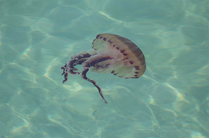 Atlantik Okyanusu'ndan Marmara Denizi'ne geldi! Plajlarda görülüyor sakın dokunmayın - Resim: 3