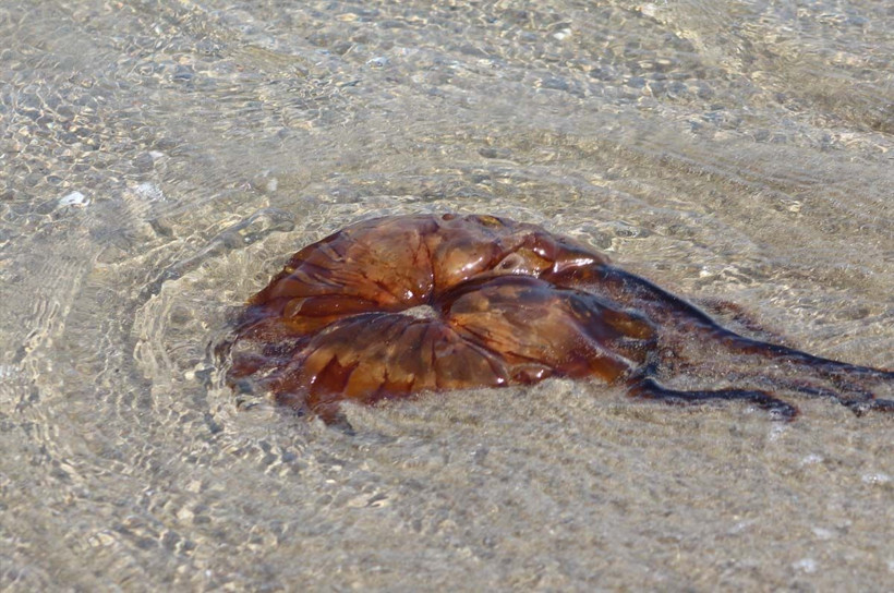 Atlantik Okyanusu'ndan Marmara Denizi'ne geldi! Plajlarda görülüyor sakın dokunmayın - Resim: 1