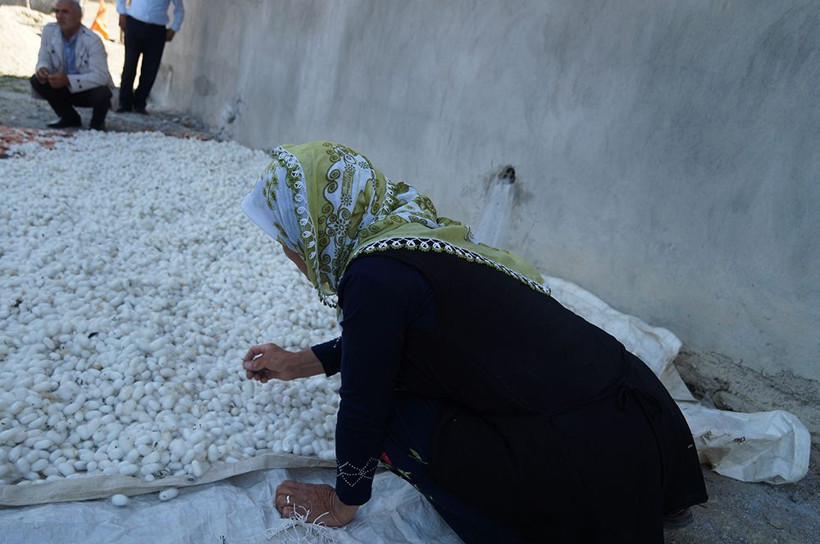 Hasat mevsimi başladı! Batmanda üretiliyor 40 günde 25 bin lira kazandırıyor - Resim: 3