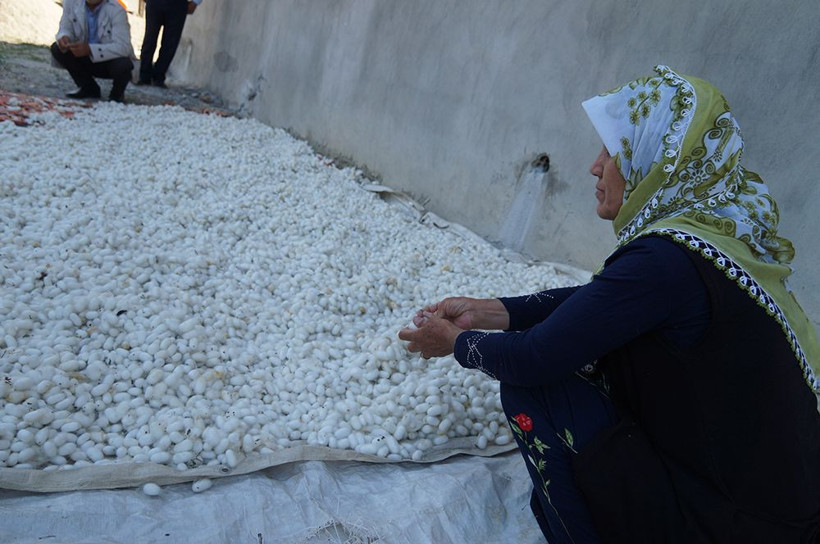 Hasat mevsimi başladı! Batmanda üretiliyor 40 günde 25 bin lira kazandırıyor - Resim: 4