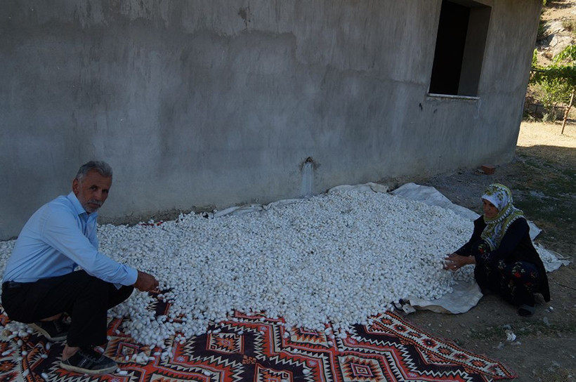 Hasat mevsimi başladı! Batmanda üretiliyor 40 günde 25 bin lira kazandırıyor - Resim: 2