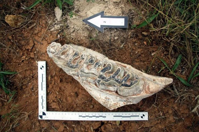 Denizli'de hayrete düşüren keşif! 8 milyon yaşındaki 4 dev! - Resim: 2