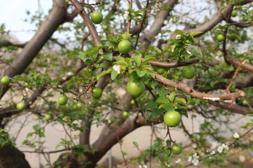 Kilosu 150 dolardan ihracata gönderilecek - Resim: 4