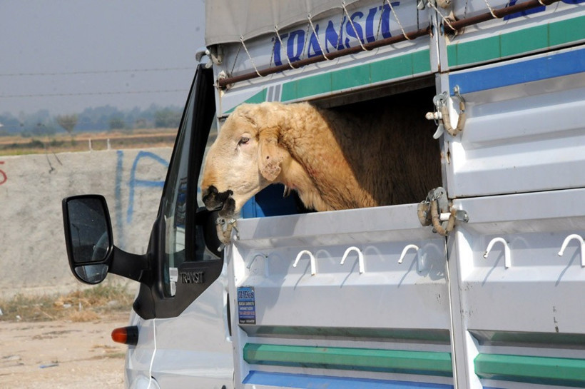 Kurbanlık fiyatları 2016 Carrefour - Kipa - Migros - Real - Resim: 1