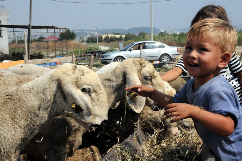 Kurbanlık fiyatları 2016 Carrefour - Kipa - Migros - Real - Resim: 2