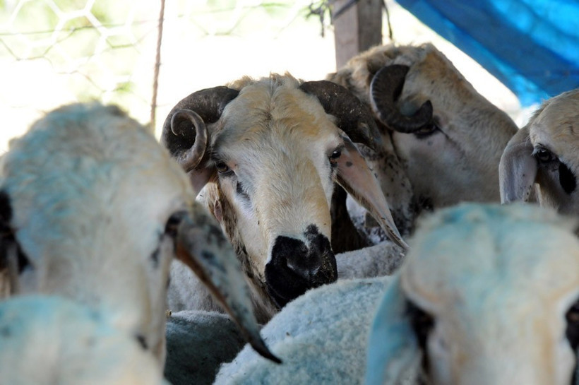 Kurbanlık fiyatları 2016 Carrefour - Kipa - Migros - Real - Resim: 3