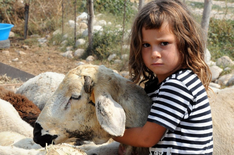 Kurbanlık fiyatları 2016 Carrefour - Kipa - Migros - Real - Resim: 4