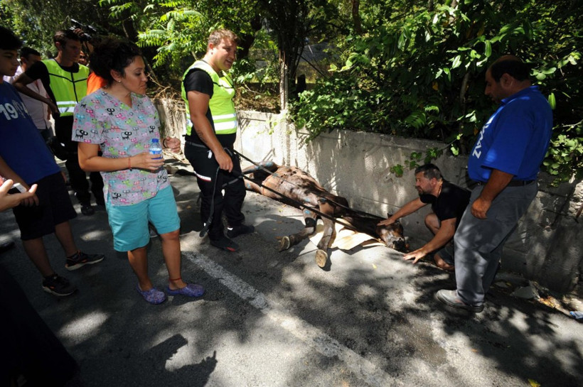 Kanala sıkışan at güçlükle kurtarıldı - Resim: 2