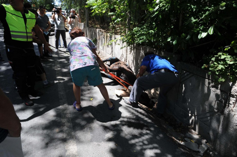 Kanala sıkışan at güçlükle kurtarıldı - Resim: 3