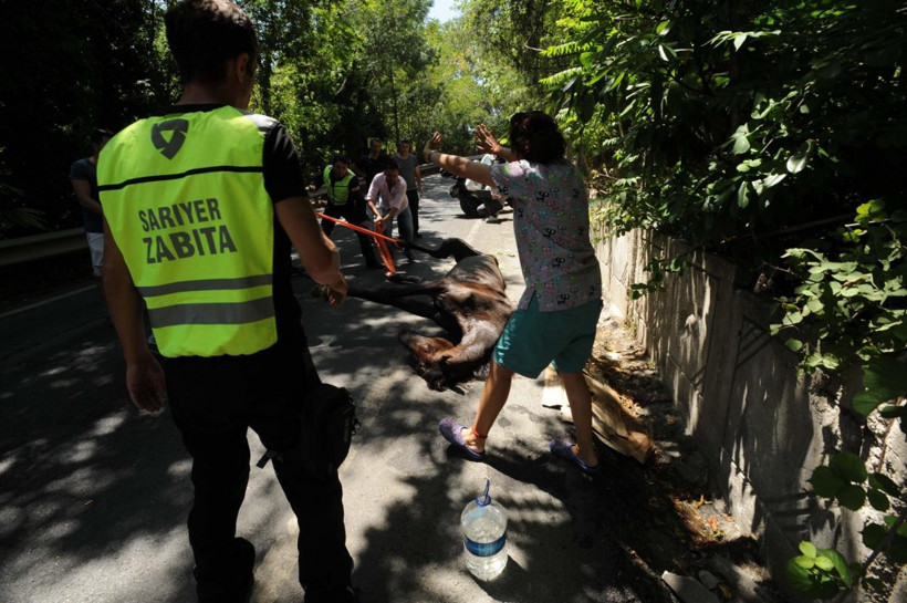 Kanala sıkışan at güçlükle kurtarıldı - Resim: 4