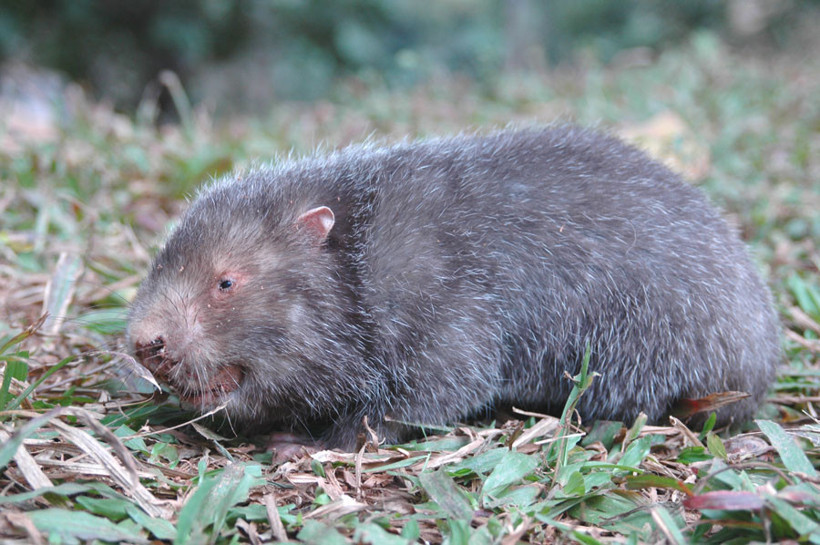 Köpek sanıp aldığı hayvan sıçan çıktı! - Resim: 3