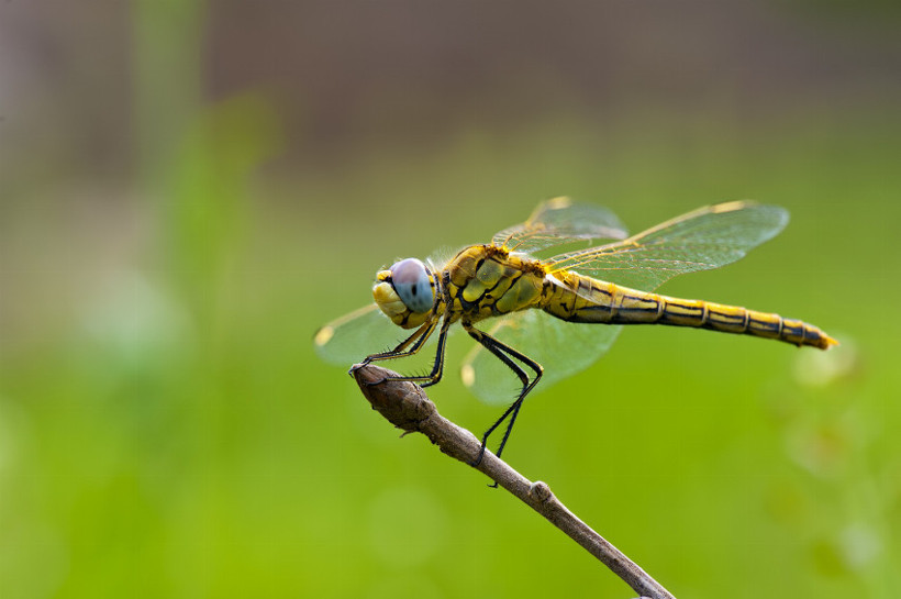 Doğada en uzun süre yaşayan hayvan hangisi? - Resim: 3