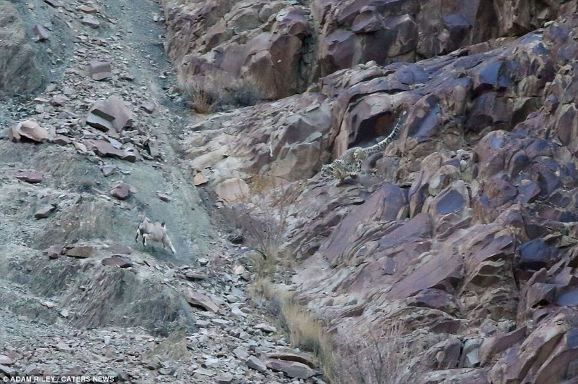 Leoparın muhteşem avı - Resim: 4