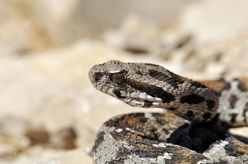 Nesli tükenmekte olan yılan Nemrut Dağı'nda görüldü - Resim: 1
