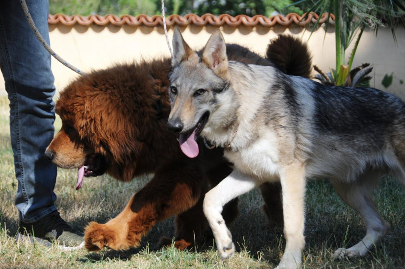 Fiyatları 200 bin liraya kadar çıkıyor! Hepsi servet değerinde - Resim: 2