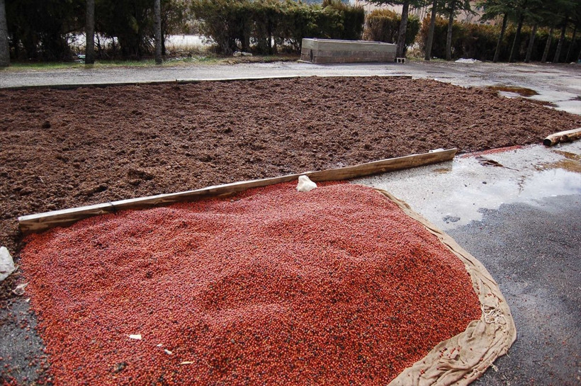 Suni yollarla üretilen 25 milyon ardıç fidanı toprakla buluştu - Resim: 1