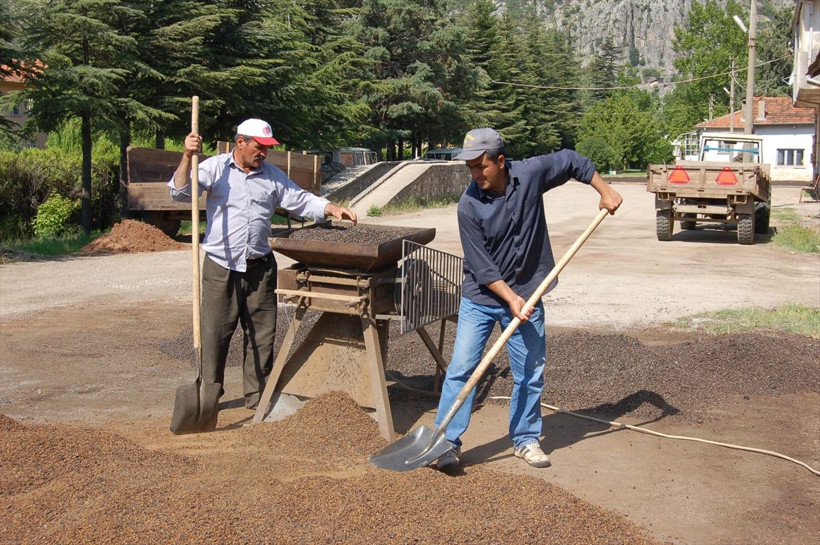 Suni yollarla üretilen 25 milyon ardıç fidanı toprakla buluştu - Resim: 2