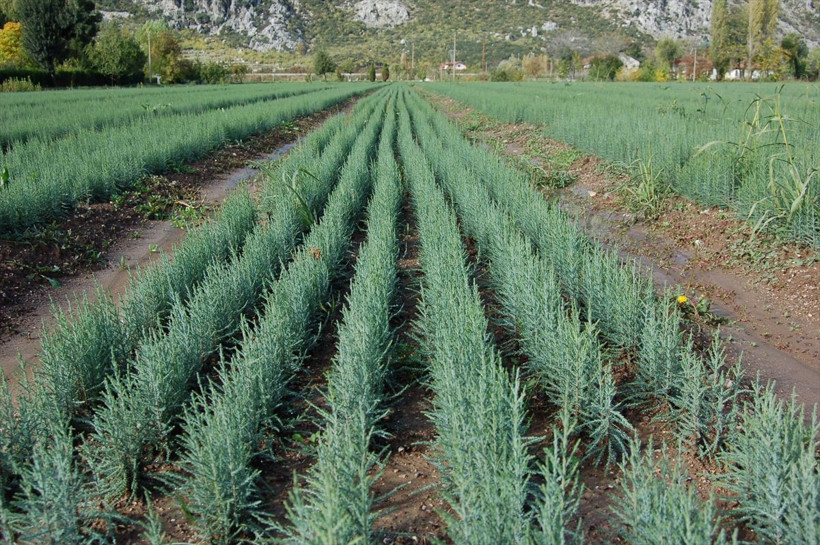 Suni yollarla üretilen 25 milyon ardıç fidanı toprakla buluştu - Resim: 4