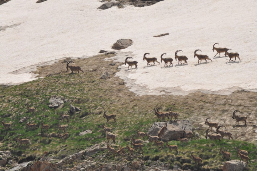 Munzur Dağı'nın zirvesinde Bezuvar dağ keçileri - Resim: 1