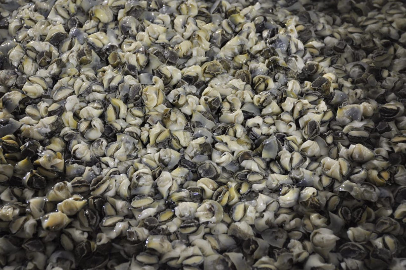 Deniz salyangozu Türkiye ekonomisine 15 milyon dolar kazandırıyor! Kansere iyi geliyor - Resim: 1