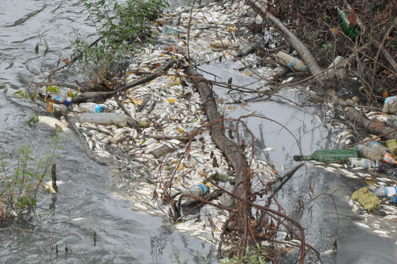 Bartın Irmağı'na bakanlar gözlerine inanamadı tüm balıklar telef oldu - Resim: 4