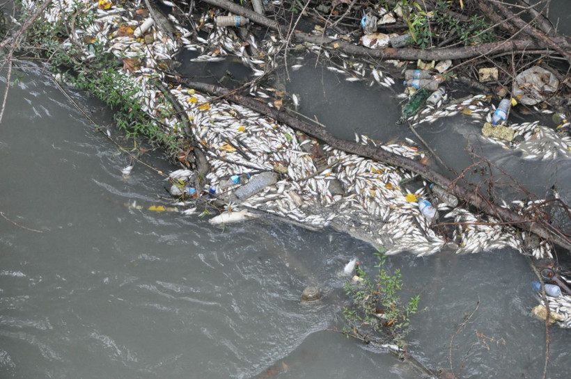 Bartın Irmağı'na bakanlar gözlerine inanamadı tüm balıklar telef oldu - Resim: 1