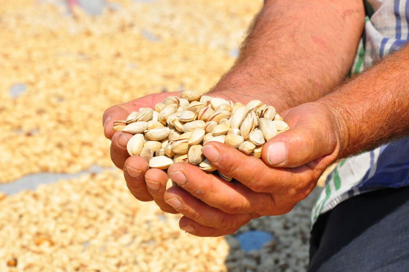 Menengiç ağaçlarından tonlarca Antep fıstığı elde ediyorlar - Resim: 1