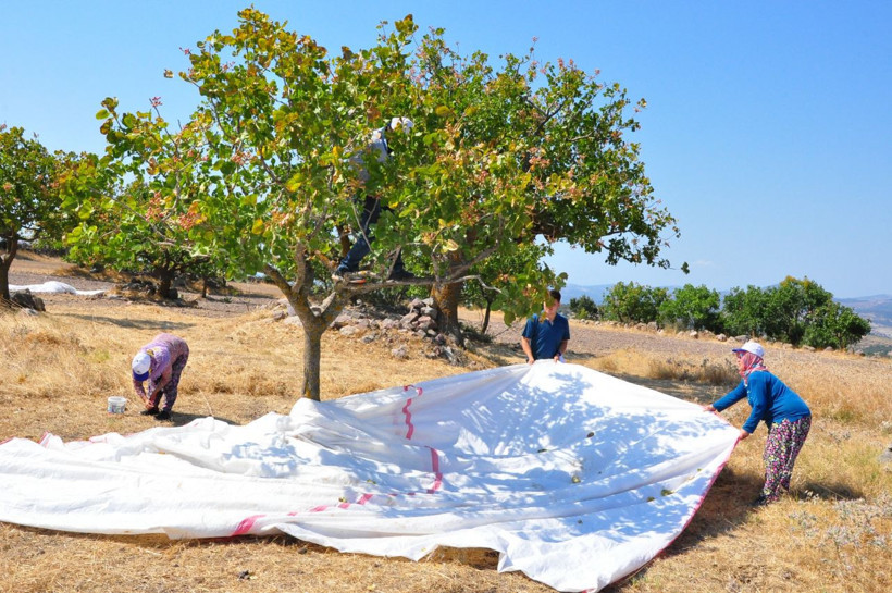 Menengiç ağaçlarından tonlarca Antep fıstığı elde ediyorlar - Resim: 2