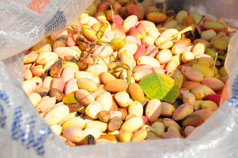 Menengiç ağaçlarından tonlarca Antep fıstığı elde ediyorlar - Resim: 3