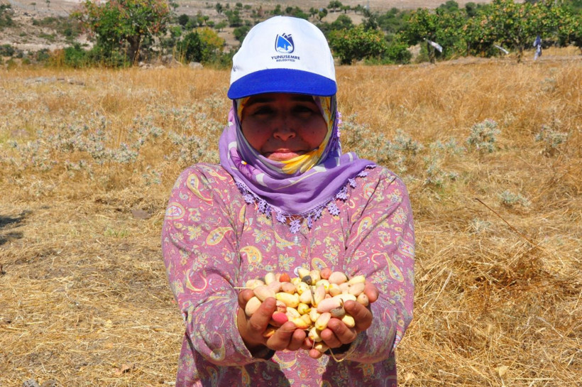 Menengiç ağaçlarından tonlarca Antep fıstığı elde ediyorlar - Resim: 4