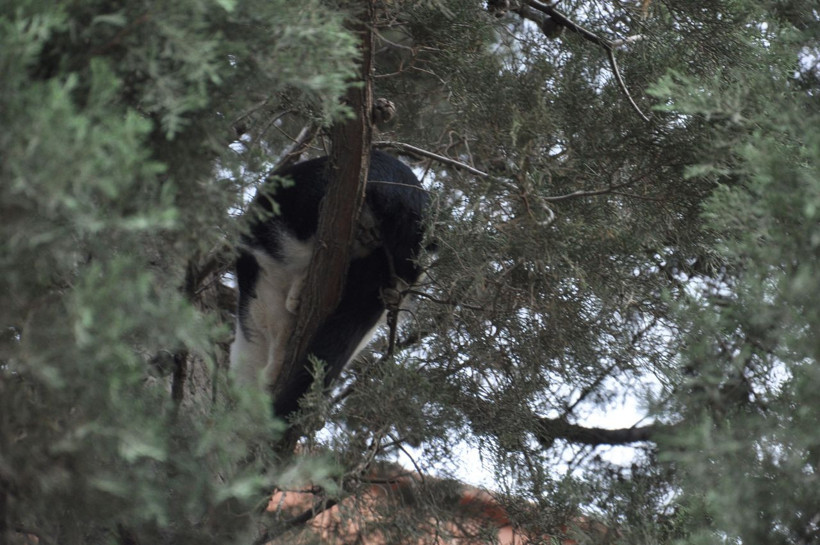 Köpekten kaçtığı ağaçta 2 gün mahsur kalan kediyi itfaiye kurtardı - Resim: 2