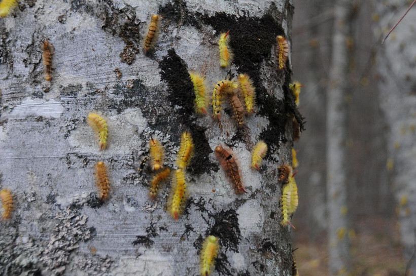 Bursa'yı istila ettiler hızla yayılıp yaprakları kemiriyorlar - Resim: 3