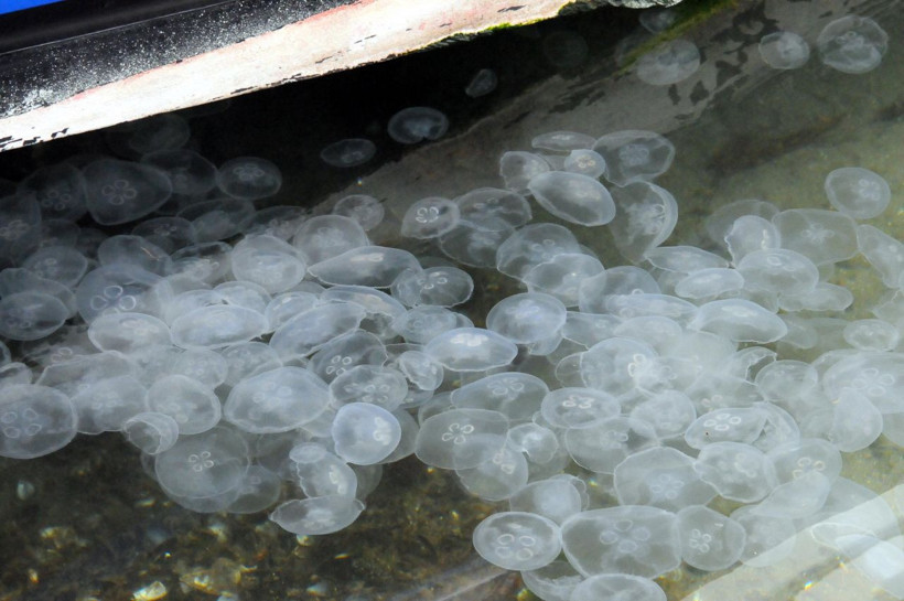 Kocaeli İzmit Körfezi'nde deniz anası istilası - Resim: 1