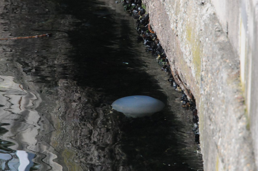 Kocaeli İzmit Körfezi'nde deniz anası istilası - Resim: 2