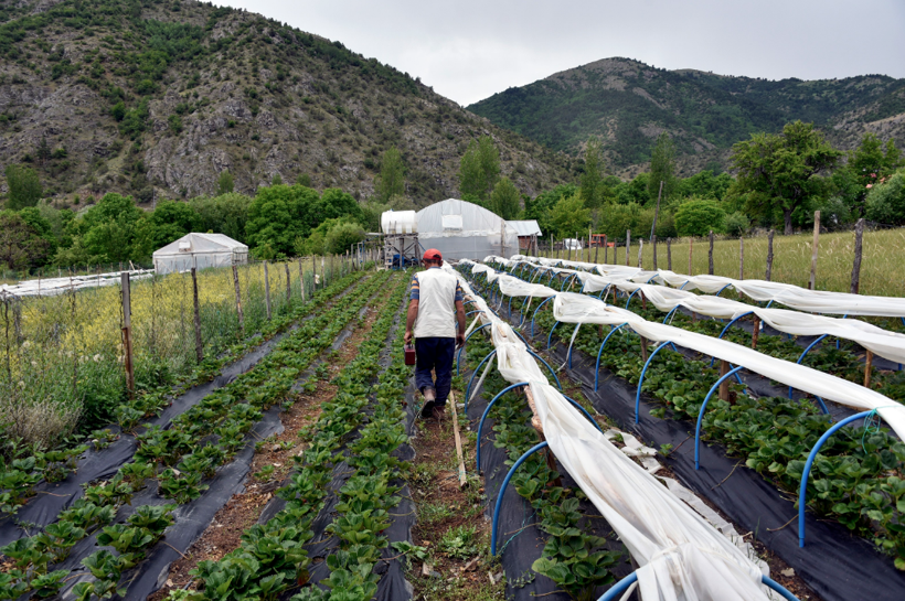 Gümüşhane'de bir çiftçi türküyle yetişen çileklerle para kırıyor - Resim: 3