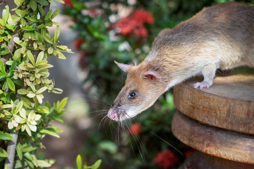 Bu fare bildiğiniz farelerden değil! Cesaret madalyası var - Resim: 2