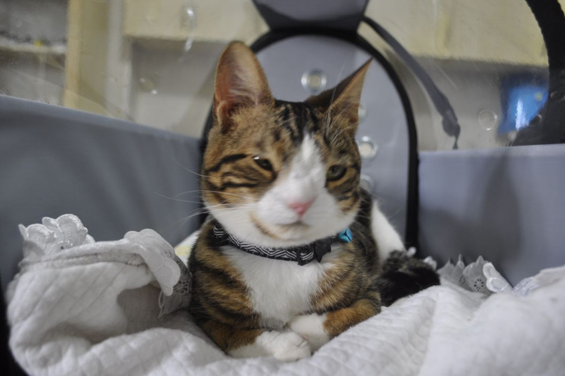 Türkiye'de sadece 2 tane var! Muğla'da gerçek veterinerde ortaya çıktı - Resim: 3