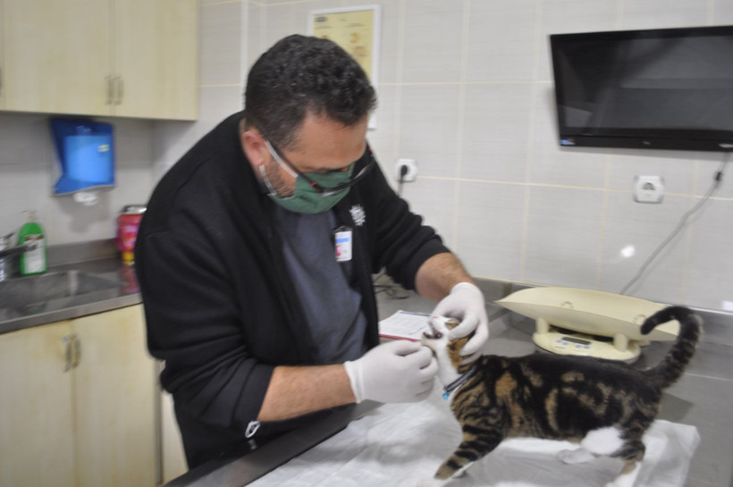 Türkiye'de sadece 2 tane var! Muğla'da gerçek veterinerde ortaya çıktı - Resim: 4